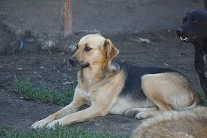 Lotte mit dem treuen Blick Bild 7