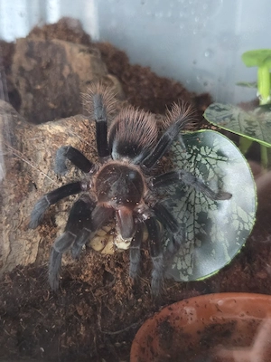 Tliltocatl vagans