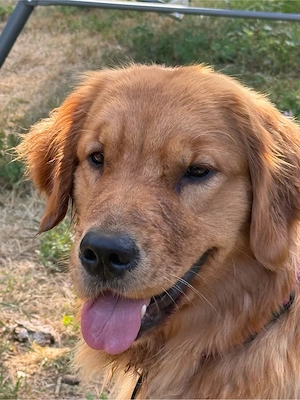 Golden Retriever Amerikanische Linie 