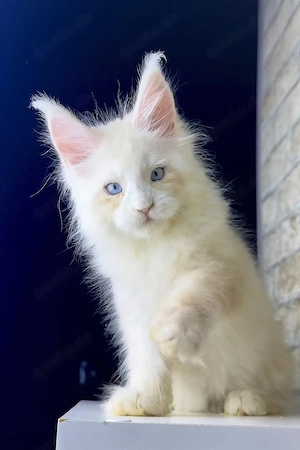 Ein süßes, 3 Monate altes Maine-Coon-Kätzchen sucht ein liebevolles Zuhause für immer.   