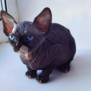 Wunderschöne Sphynx-Kätzchen   sofort abgabebereit