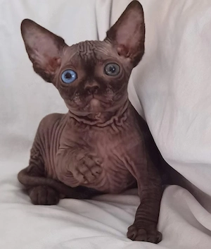 Wunderschöne Sphynx-Kätzchen (männlich & weiblich)   12 Wochen alt