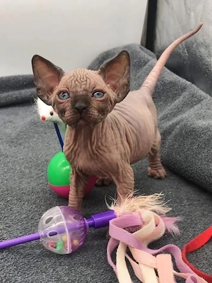Wunderschöne Sphynx-Kätzchen   sofort abgabebereit