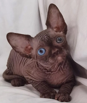 Süße Sphynx-Kätzchen suchen liebevolles Zuhause