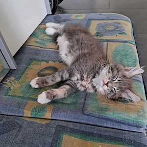 XXL Maine Coon Kitten 