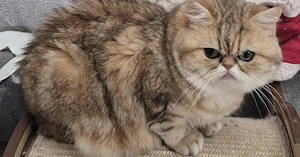 Kurzhaarperser Dame sucht neues zu Hause