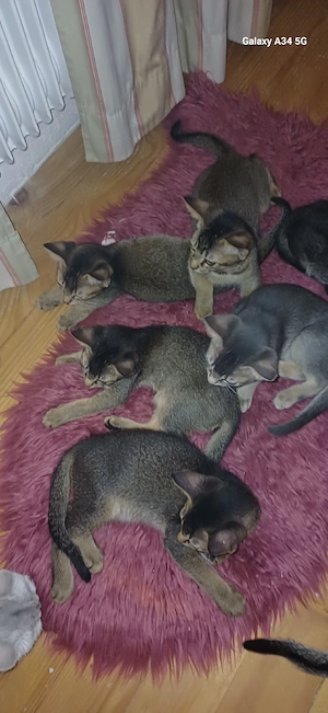 Wunderschönes Siam-Abessinier Mix Baby Kätzchen 