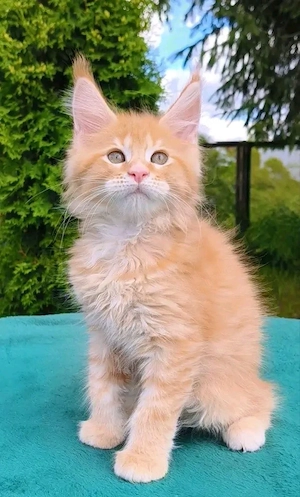 Zwei verspielte Maine-Coon-Kätzchen, ein männliches und ein weibliches.