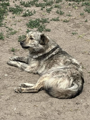 Xenia, unsere gestromte Schönheit Bild 6