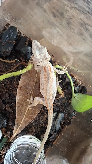 0,0,1 Rhacodactylus Auriculatus DNZ Höckerkopfgecko Gargoylgecko