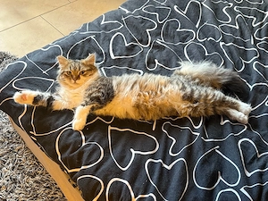 Weibliche Katze 