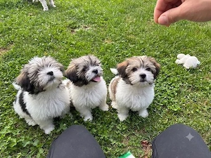 Liebevolle Bichon Malteser Lhasa Apso mix Welpen aus ungeplanten Wurf suchen ein schönes Zuhause 