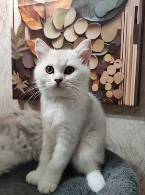  BKH Kitten, abgabebereit 