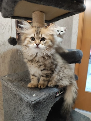BKH Kitten, abgabebereit
