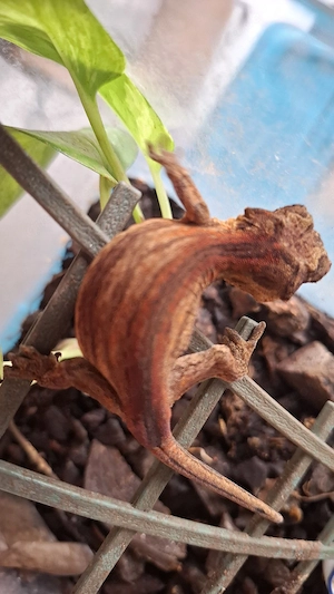 1,0 Rhacodactylus Auriculatus DNZ Höckerkopfgecko Gargoylgecko