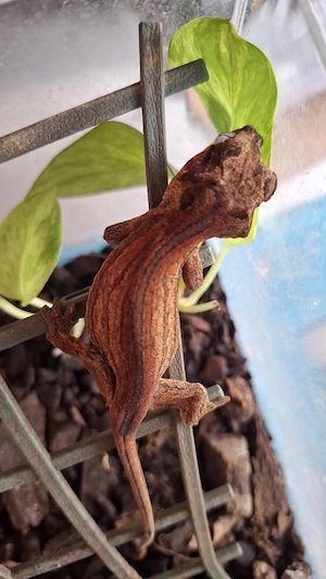 1,0 Rhacodactylus Auriculatus DNZ Höckerkopfgecko Gargoylgecko Bild 2