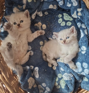 Familienfreundliche BKH Kitten suchen ihre Herzensmenschen 