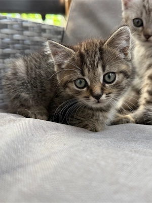 Süßer Kater sucht ein liebevolles Zuhause