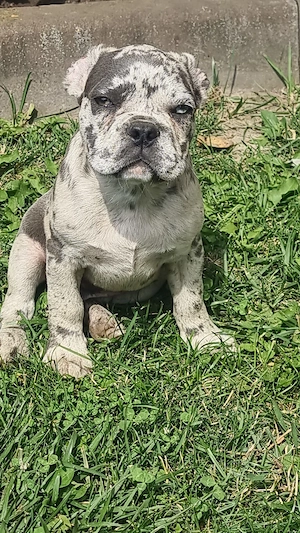 Französische Bulldogge