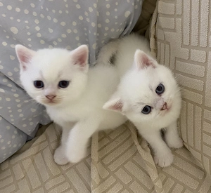 Bkh  Kitten von odded eyed Mutter 