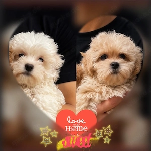 Maltipoo Welpen