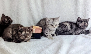Süße BKH Kitten 13 Wochen alt dürfen jetzt ausziehen 