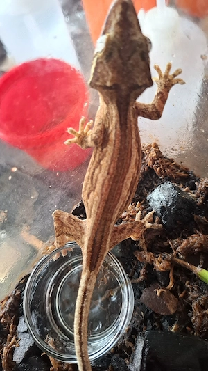 0,1 Rhacodactylus Auriculatus DNZ Höckerkopfgecko Gargoylgecko