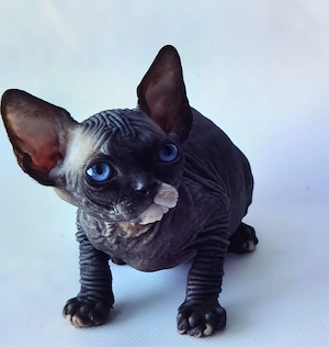 Wunderschöne Sphynx-Kätzchen   sofort abgabebereit
