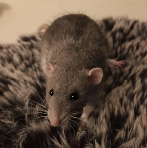Dringend zuhause gesucht Ratte Bock Männchen 