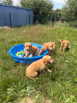 Golden Retriever Welpen in liebevolle Hände abzugeben