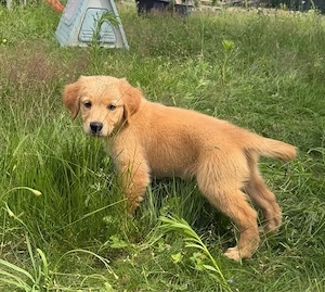 Golden Retriever Welpen in liebevolle Hände abzugeben