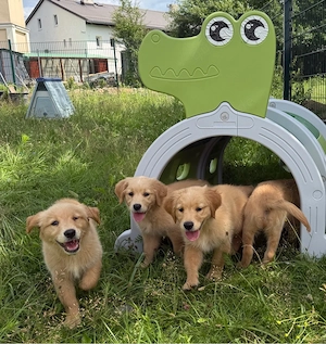 Golden Retriever Welpen in liebevolle Hände abzugeben
