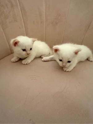 Niedliche Babykatzen suchen ein Zuhause   