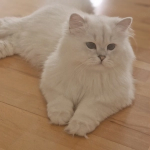 BLH Deckkater mit Stammbaum