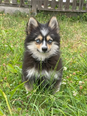 Pomsky Welpen
