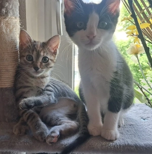 Wunderschöne Katzenbsbys