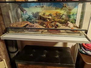 Leopardengecko Weibchen sucht neues Zuhause 