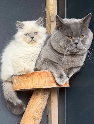 bkh blh reinrassig Abgaba heute das letzte mädchen 