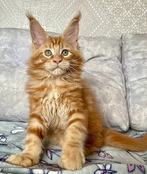 Entwurmte und kastrierte reinrassige Maine-Coon-Kätzchen