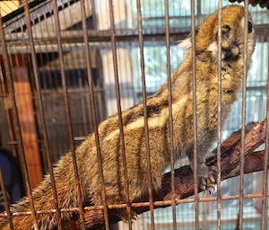 3 Chin.Baumhörnchen mit Käfig abzugeben 