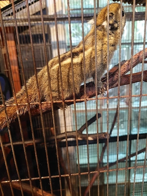 Chinesische Baumhörnchen  mit Käfug abzugeben 