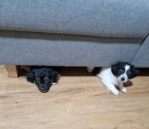 Aussie-Malteser-Mix Welpen suchen ihr Zuhause (4 von 6 bereits reserviert)