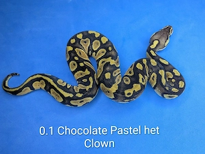 0.1 Chocolate Pastel het Clown 