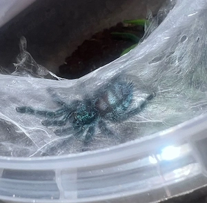 caribena versicolor