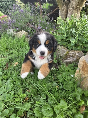 Berner Sennenhündin Welpe