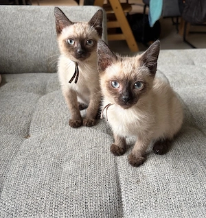 Siam-Hauskatzen Mix Kitten suchen liebevolles Zuhause
