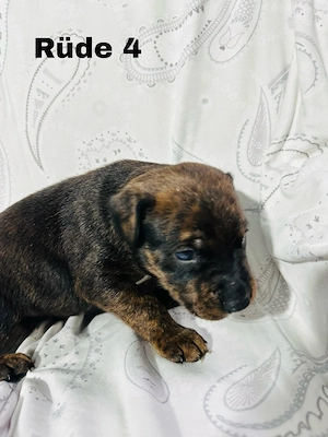 Boxer   Old English Bulldog   Rottweiler Mix Welpen