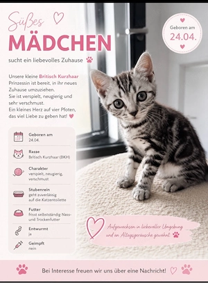 Britisch Kurzhaar Mädchen in der Farbe Whiskas sucht ein liebevolles Zuhause