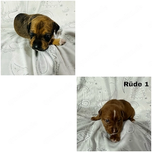 Boxer   Old English Bulldog   Rottweiler Mix Welpen