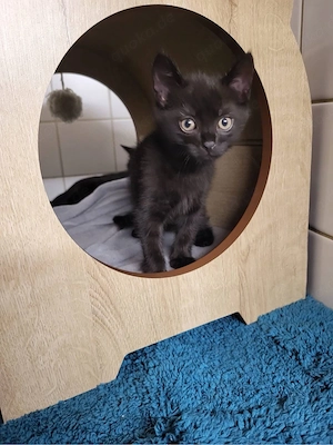 Kitten abzugeben